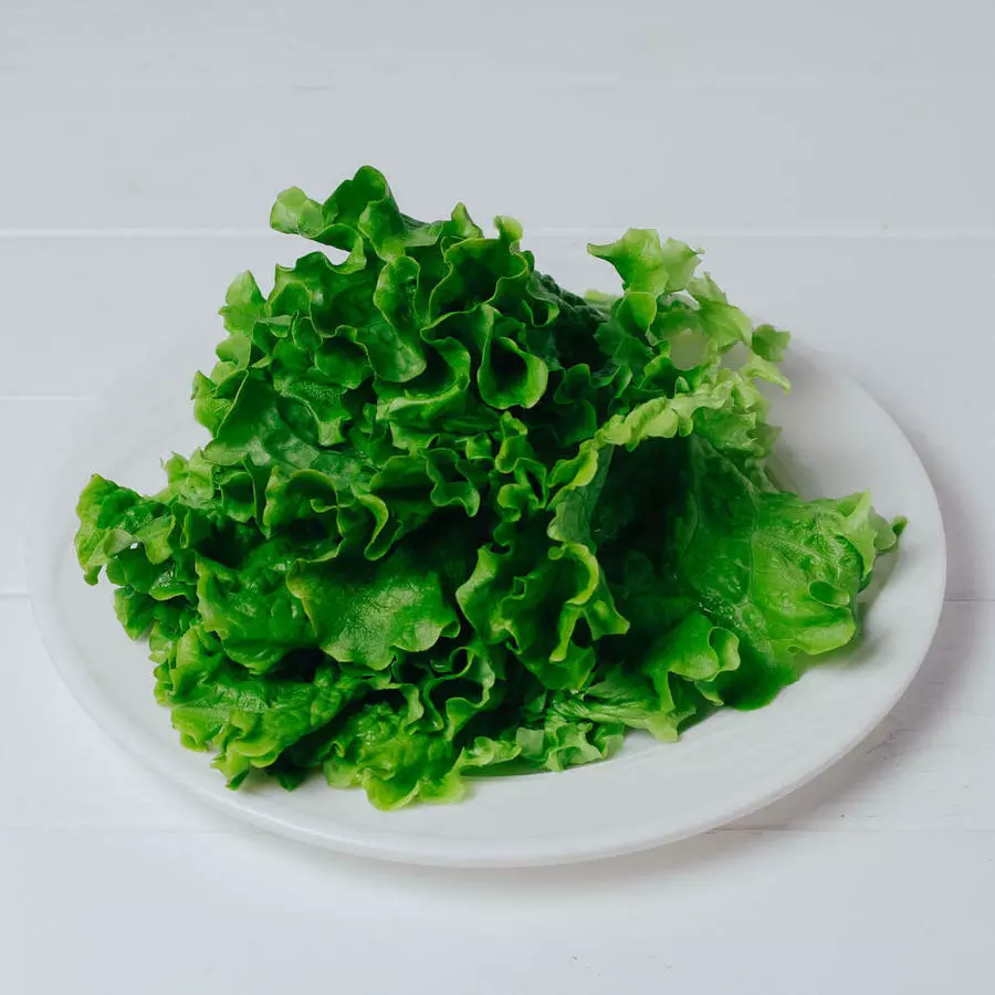 Зелёный салат 大叶生菜