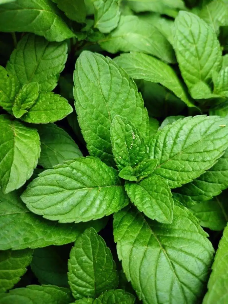 Extra Mint leaves