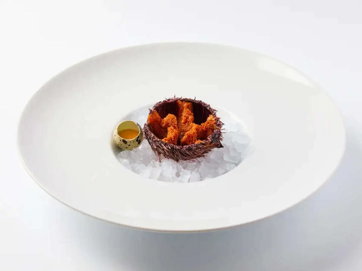 Морской еж 