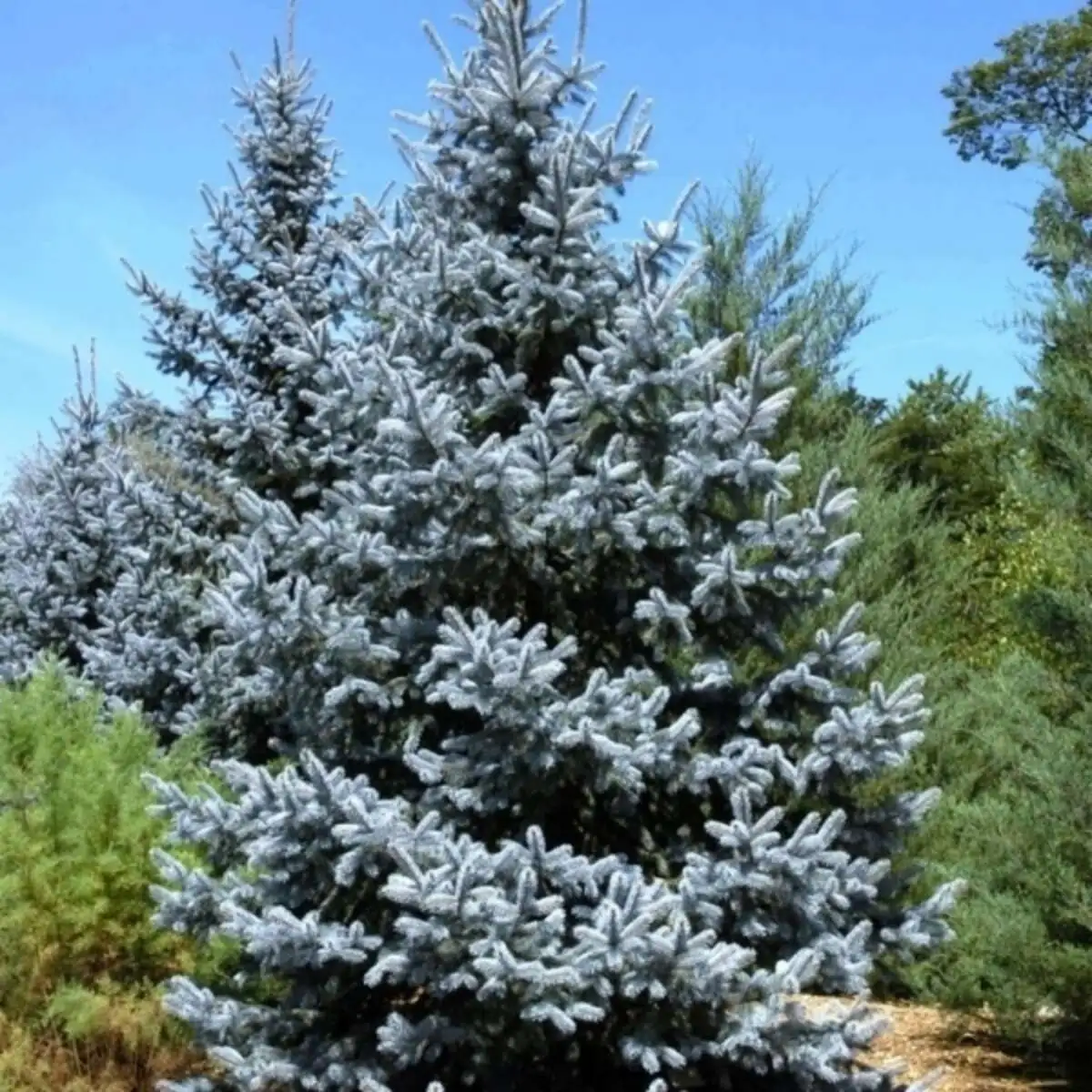 Ель колючая Picea pungens, ЗКС, 40-60см.Собс.пр.