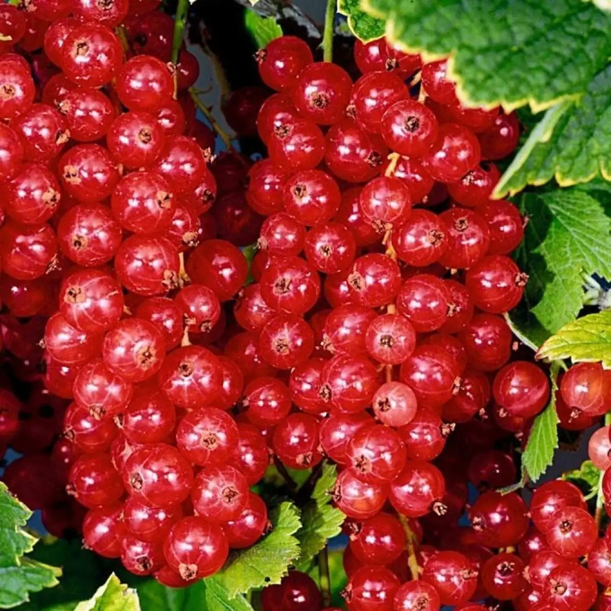 Смородина красная Натали, ЗКС, Кр Собс.пр.