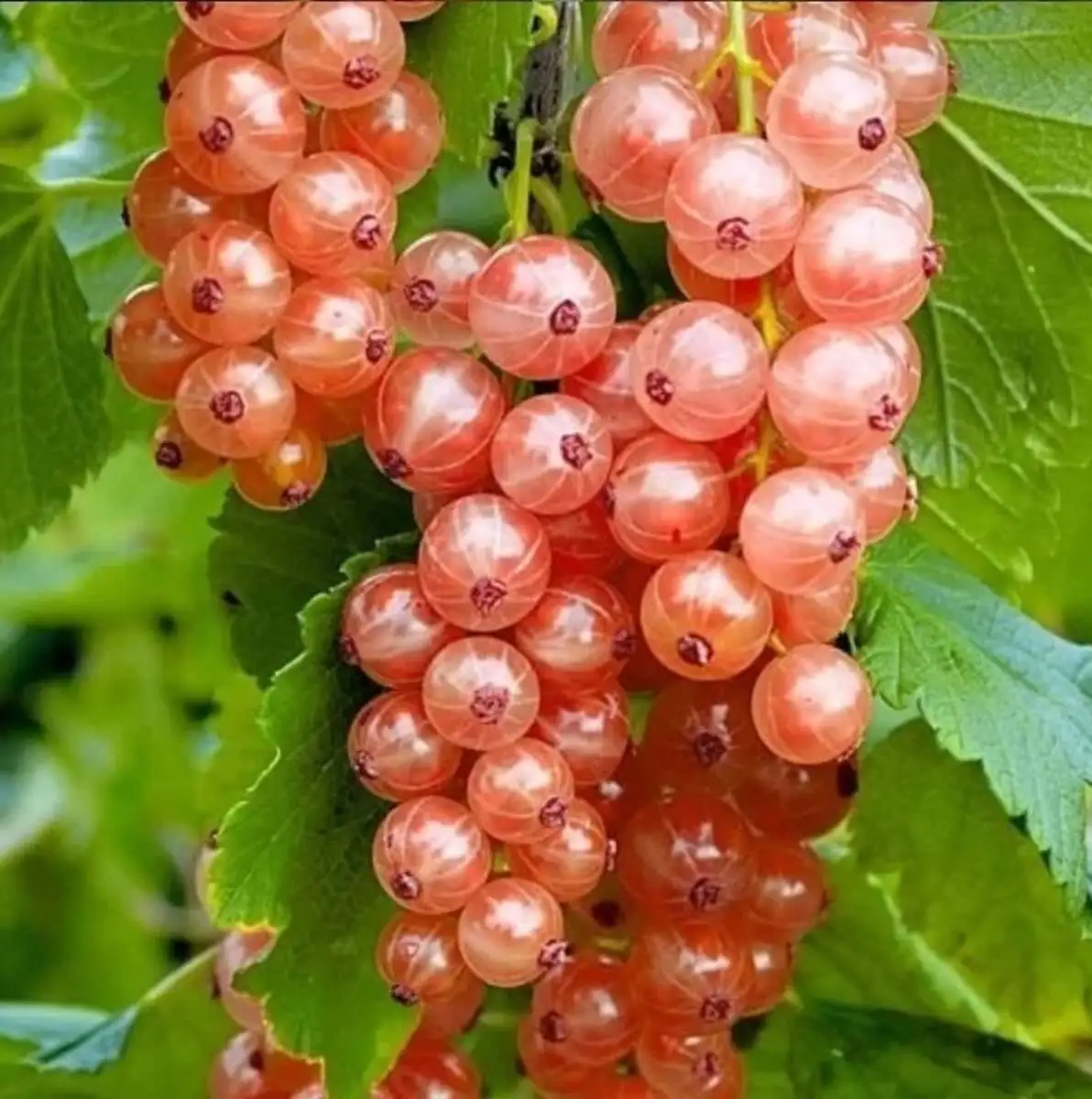 Смородина красная Голландская розовая, ЗКС, 2019 г.
