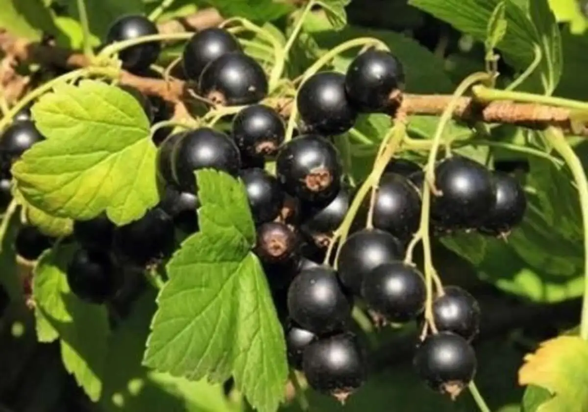 Смородина черная Июньская, ЗКС, 2019 г.