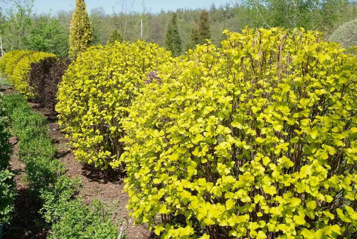 Пузыреплодник калинолистный Лютеус Physocarpus opulifoliusLuteus,ЗКС,40-50 см.Собс.пр.