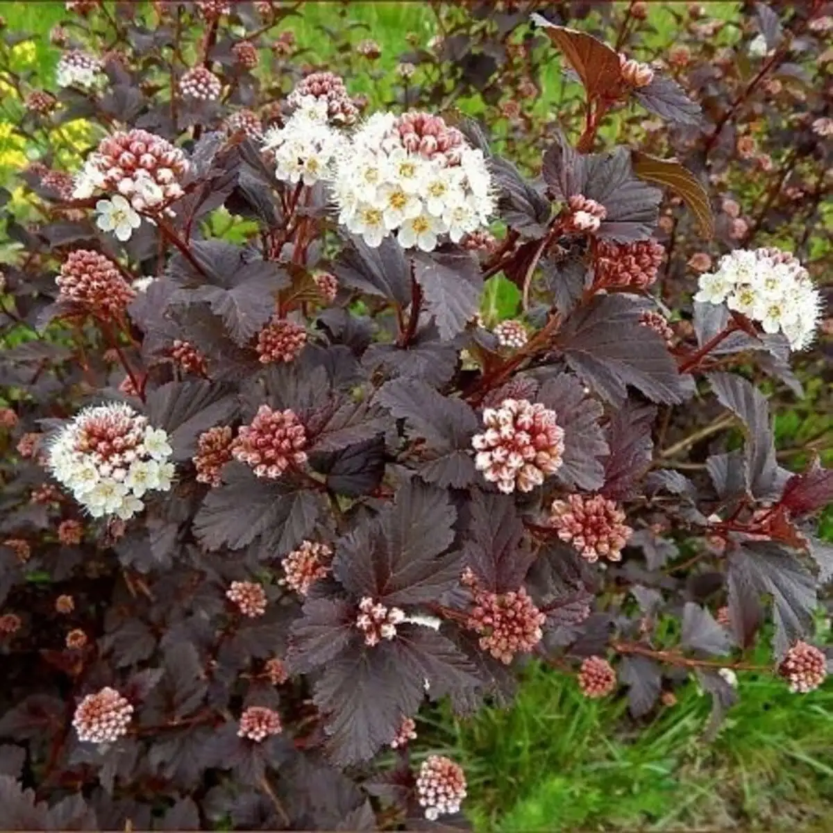 Пузыреплодник калинолистный Диабло Physocarpus opulifolius Diablo,ЗКС,40-50см.Собс.пр.