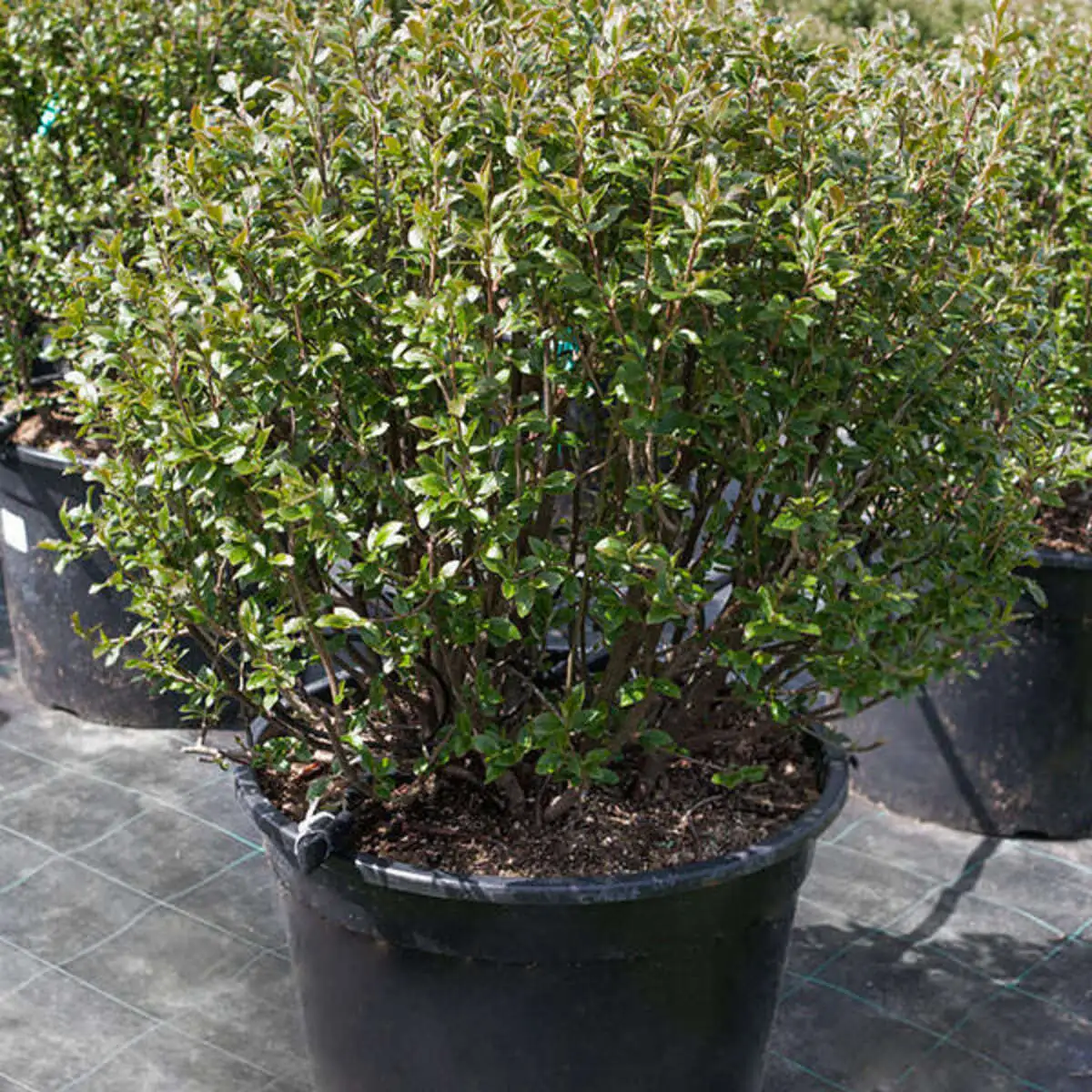 Кизильник блестящий Поль Cotoneaster lucidus,ЗКС 30-40 см