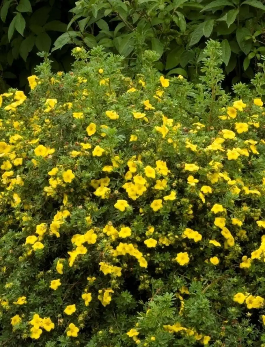 Лапчатка кустарниковая Голд Дроп Potentilla fruticosa Gold Drop,ЗКС,20-30 см