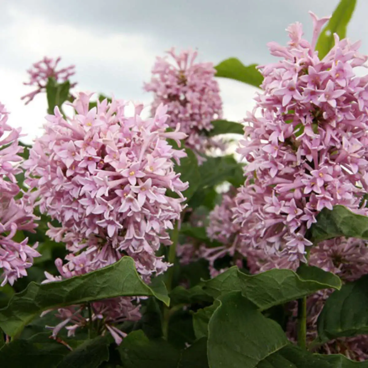 Сирень венгерская Syringa josikaea,ЗКС,60-70см.Собс.пр.