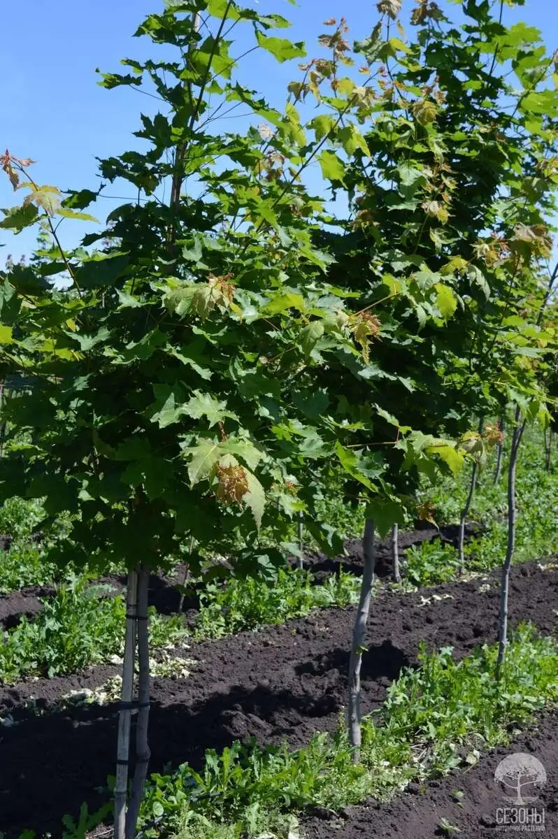 Клен остролистный Acer platanoides,ЗКС,60-80см.Собс.пр.