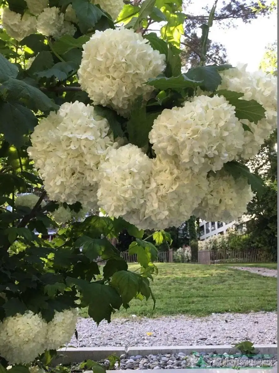 Калина бульденеж Viburnum opulus,ЗКС,40-60см.Собс.пр.
