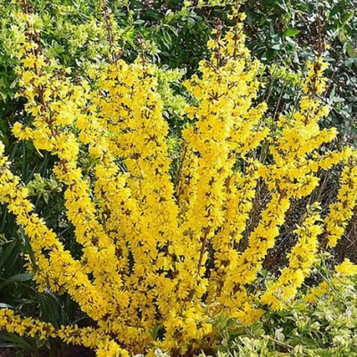 Форзиция промежуточная Forsythia intermedia,ЗКС,60-70см.Собс.пр.