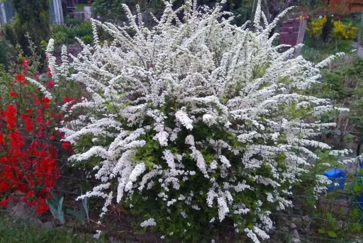Спирея серая Грефшайм Spiraea cinerea Grefsheim,ЗКС,50-60см.Собс.пр.