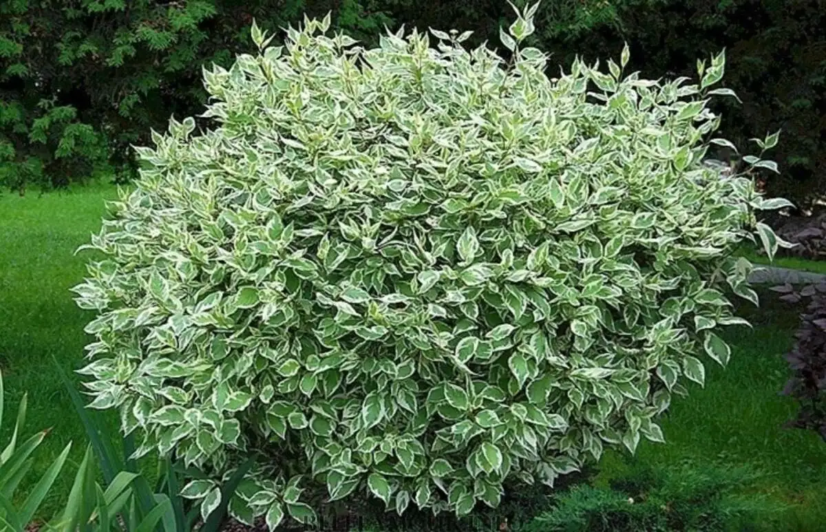 Дерен белый Элегантиссима Cornus alba Elegantissima,ЗКС,30-40см.Собс.пр.