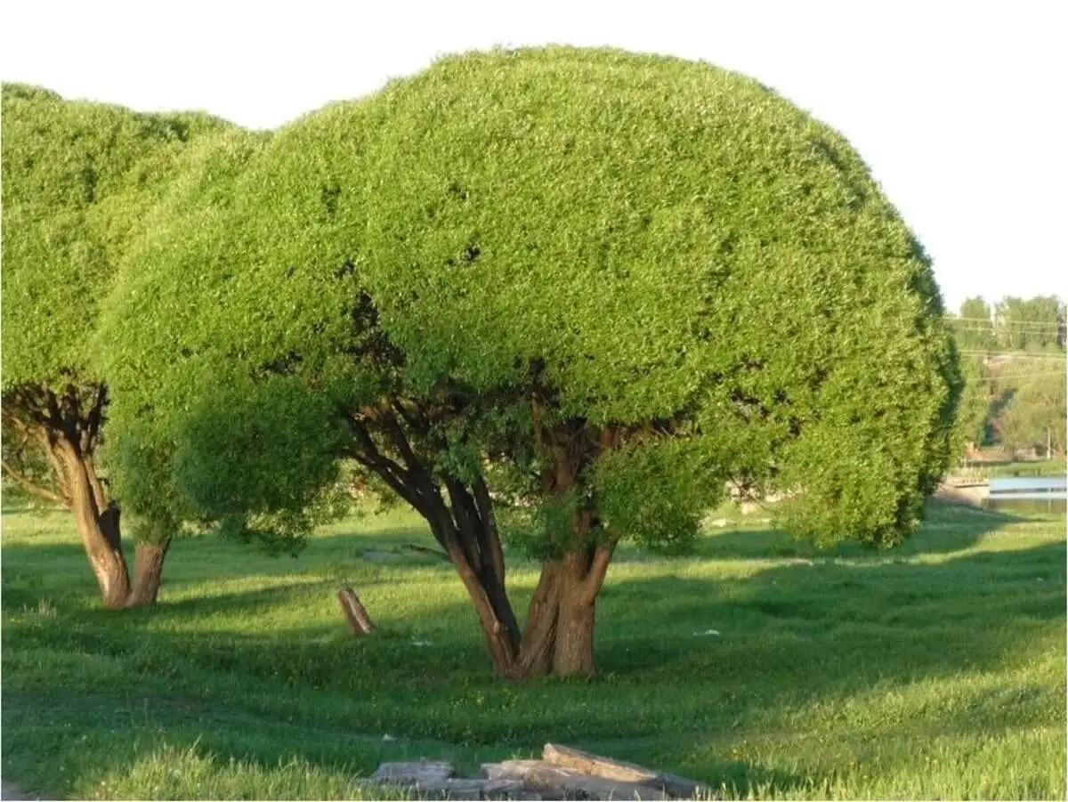 Ива ломкая форма шаровидная Salix fragilis,ЗКС,40-60см.Собс.пр.