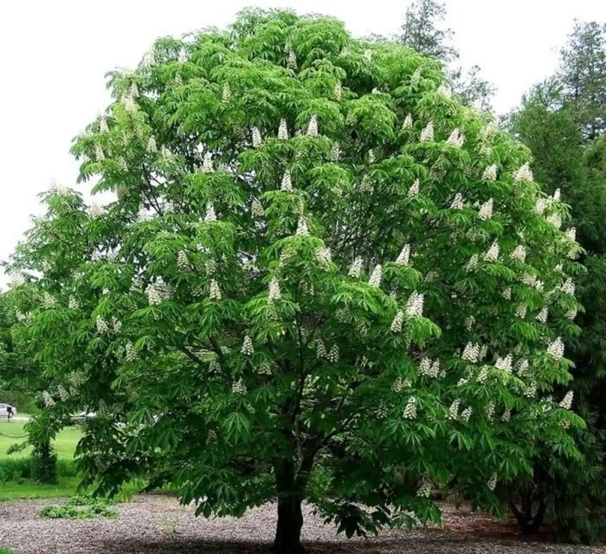 Каштан конский  Aesculus hippocastanum,ЗКС,80-100см.Собс.пр.