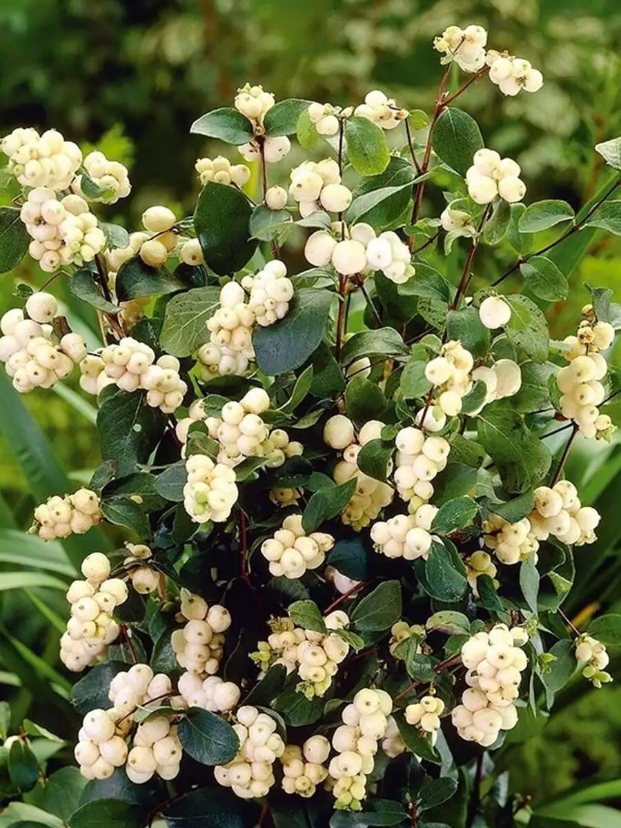 Снежноягодник белый Symphoricarpos albus,ЗКС,40-50см.Собс.пр.