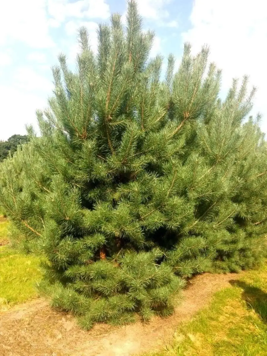 Сосна Pinus,ЗКС,40-60.Собс.пр