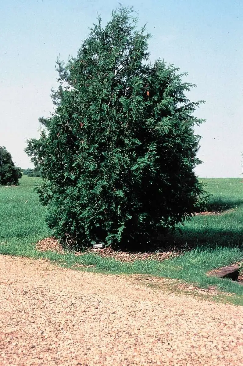 Туя видовая Thuja occidentalis, ЗКС,40-50см.Собс.пр.