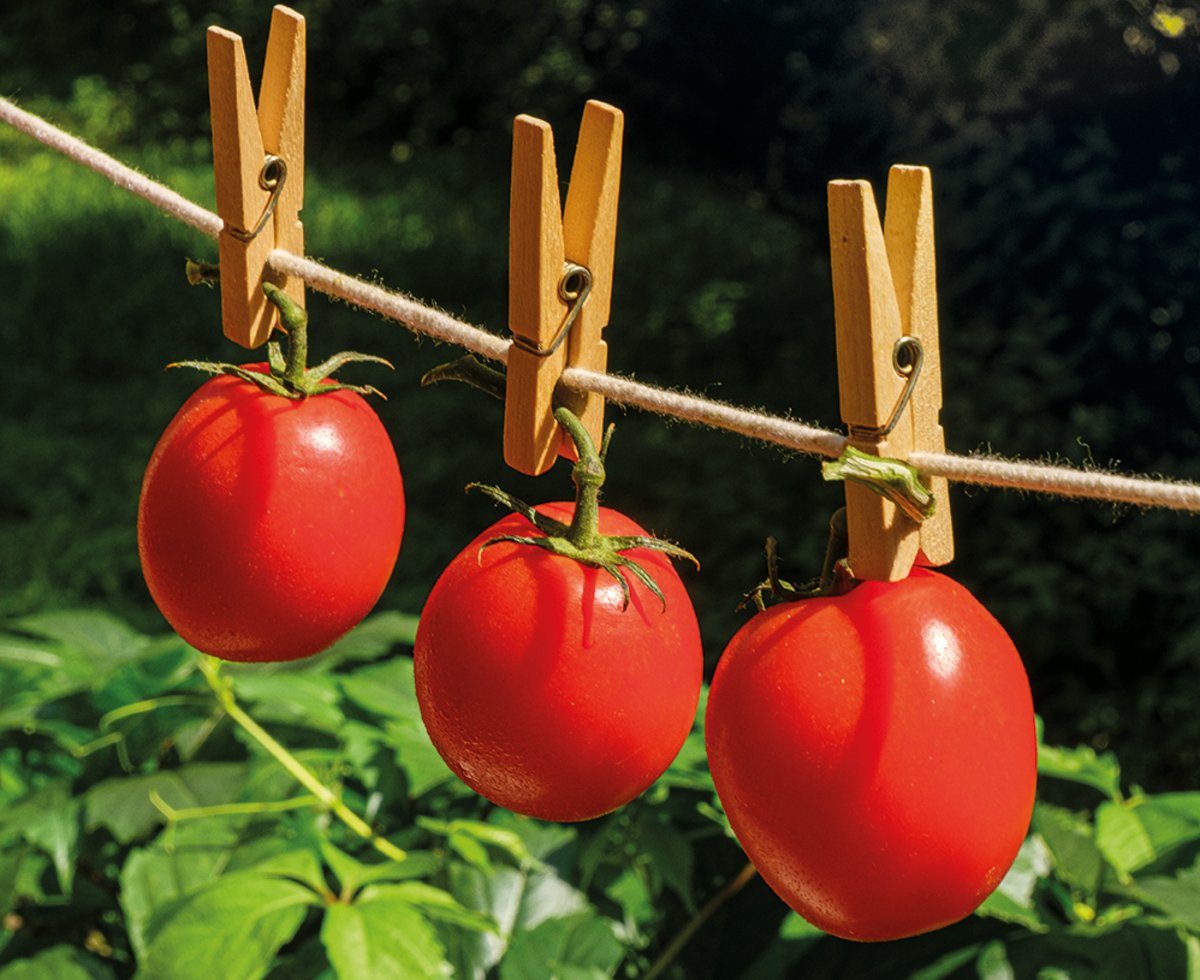 VIVA POMODORO